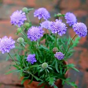 蓝色紫盆花种子蓝盆花松虫草轮锋菊花籽山萝卜草花可切花阳台庭院