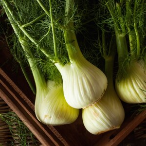 球茎茴香种子小茴香籽结球荷兰进口四季蔬菜播春夏秋冬季种籽盆栽