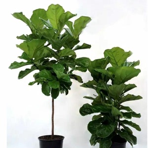 琴叶榕树苗橡皮树绿色观叶耐阴琴叶蓉苗客厅绿植盆栽花卉净化空气