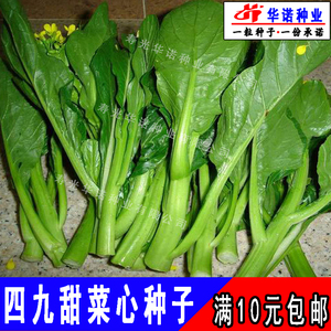 广东青菜