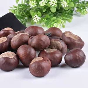 中药材 娑罗子 梭罗子 婆罗子 桫椤果 梭罗果500克包邮