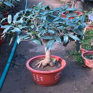 桂花盆栽嫁接桂花树苗室内观花庭院绿植日香桂檀香月桂四季开花