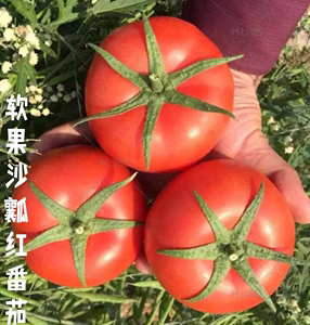 903番茄大红果粉果西红柿种子沙瓤软番茄盆栽阳台菜园蔬菜种子