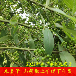 湖南现摘现发野生山胡椒山苍子新鲜木姜子泡鸡脚祛腥酸汤火锅底料