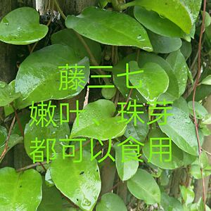 野生食用藤三七落葵薯川七马德拉藤绿植盆栽爬藤植物种植球种植苗