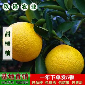 建阳甜桔柚苗庆元甜橘柚苗桔柚嫁接苗黄金柑果苗桔苗果树苗1人付款6