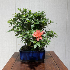半岛花园 日本皋月杜鹃 菊姬 人气品种矮霸小品中原在线精品盆栽
