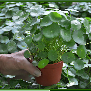 水质净化铜钱草金钱草香菇草水培盆栽花卉大叶绿植带叶子农场原盆
