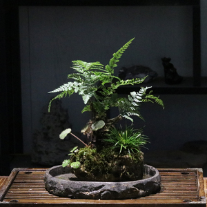 山野雅居狼尾蕨类菖蒲苔藓盆景吸水石成品喜阴易养室内绿植送托盘
