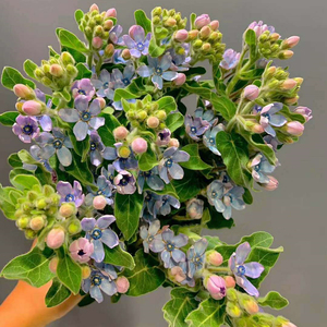 小巧玲珑日本进口蓝星花鲜花迷你淡蓝色小花朵餐桌北京同城可闪送