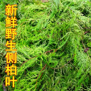 新鲜天然野生侧柏叶熏腊肉10斤包邮重庆山区柏树枝扁柏叶洗发泡酒