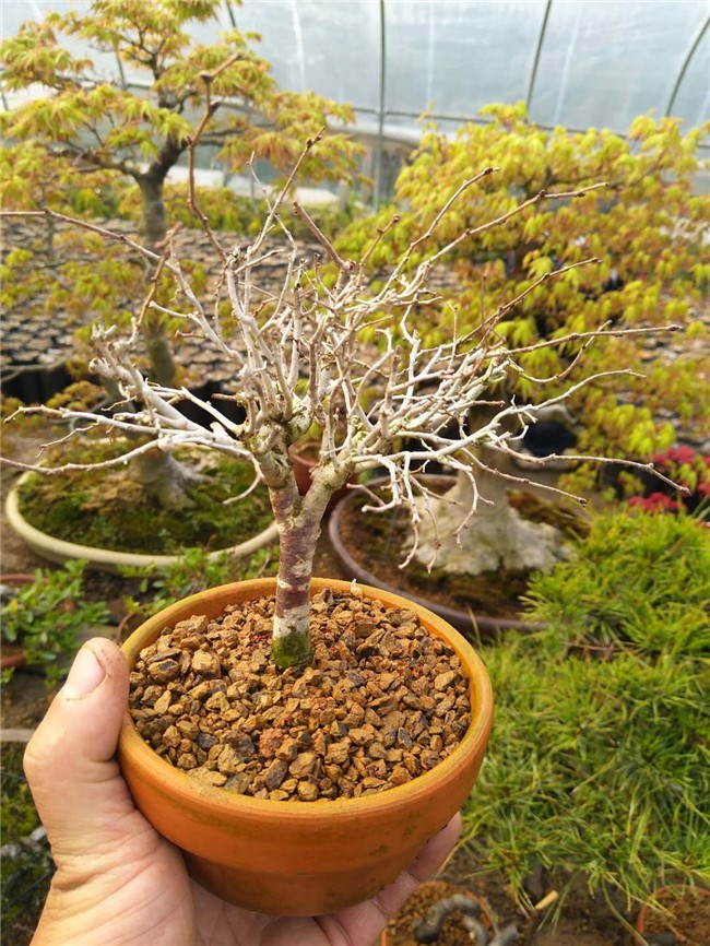 盆景日本榉