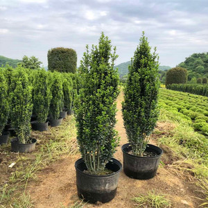 庭院别墅植物绿篱栅栏直立冬青朝天笔日本冬青直杆四季长青篱笆苗