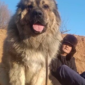 纯种高加索犬活体幼犬俄罗斯狼青犬看家护卫犬熊版超大巨型宠物狗