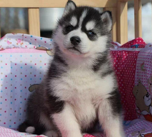 纯种哈士奇幼犬活体幼崽家养哈土奇大狗雪橇犬蓝眼二哈宠物狗狗x