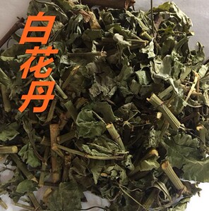 中药白花丹