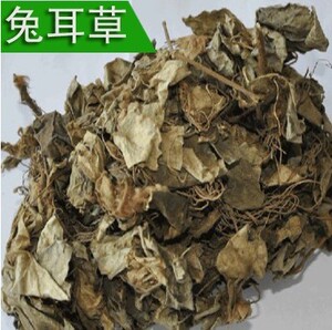 中药兔耳草