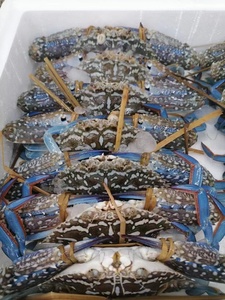 北海天然鲜活兰花蟹蓝脚海蟹梭子蟹飞蟹蓝花公蟹满肉肥母蟹3斤装