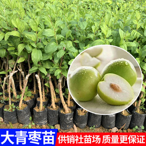 大青枣树苗台湾大青枣果苗嫁接苗蜜丝枣苗庭院种植可盆栽地栽