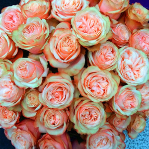 欧月切花卡哈拉 卡梅林灌木月季花苗 阳台盆栽花卉 蔷薇玫瑰花