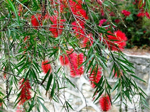 绿化绿植多花垂枝红千层树苗串钱柳四季常青阳台楼顶盆栽瓶刷子树