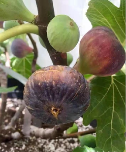 渴望 大果型黑色无花果 无花果枝条,无花果苗