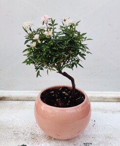 姬乙女※ 小提根盆景栽月季超微月四季开花阳台观赏高提根广州