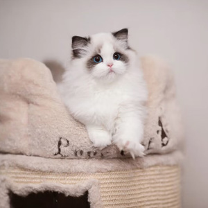 赛级布偶猫幼猫活体纯种海豹双色宠物猫猫咪活物仙女猫北京猫舍