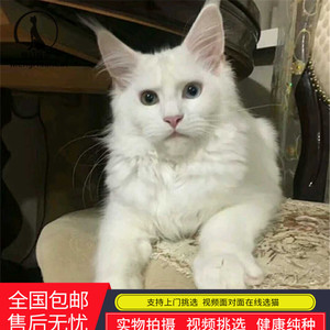 缅因猫幼猫