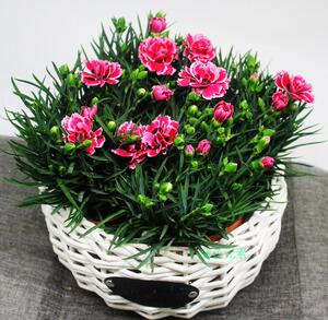 成都同城直送康乃馨花卉生日鲜花鲜花礼物花卉小盆栽开花植物绿植