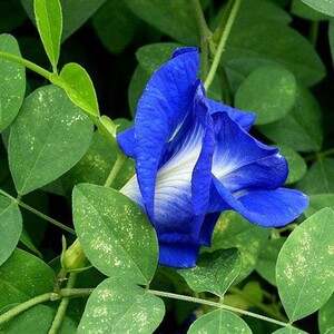 蓝蝶豆花苗 阳台盆栽蝶豆花 蓝色妖姬 庭院植物 攀爬花卉藤本植物