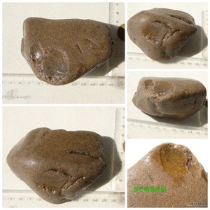 Tempskya蕨类化石 玉化 草化玉 水冲天然石头 木化石原石 460克