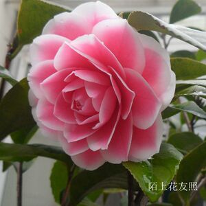 马可波罗 福建龙岩永福进口名贵品种茶花阳台庭院花园高档绿植