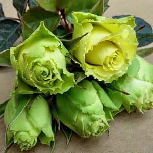 切花月季 凌波/地狱禁界 绿色花蕾渐变奶油黄 四季开花玫瑰花苗