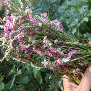盘龙参苗家新鲜龙抱柱 镰刀草 海珠草 龙盘旋 鲤鱼草飞龙一斤包邮