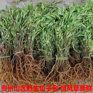 中药来马回