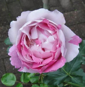 新品伊芙月季系列【伊芙大理石冻糕月季花苗】大花浓香型深粉色