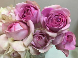 【新品伊芙感谢香水月季根接大苗】浓香系列大花玫瑰四季开花