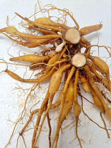 野生黄花菜根中药材500g包邮新鲜金针根萱草根忘忧草根黄花菜