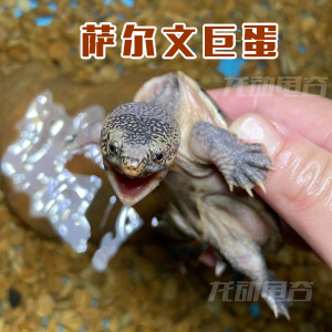 萨尔文蛋龟 cb人工萨尔文巨蛋 非墨西哥蛋龟 深水龟活体_阿里巴巴找货