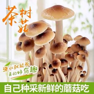茶树菇菌种蘑菇家庭菌包菌棒阳台袋盆袋栽好吃食用菌蘑菇种植菌包