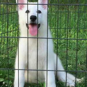 【白色瑞士牧羊犬】白色瑞士牧羊犬品牌,价格 - 阿里巴巴