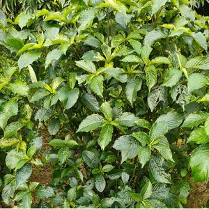 正宗黑面将军叶干叶马来西亚化石草地毯草脆叶马兰干品特价南非叶