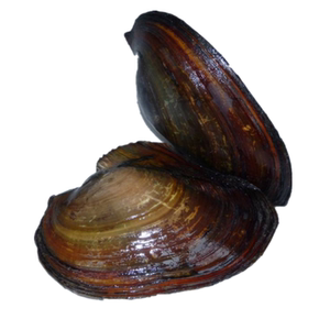 新利原生态农产品汇吃宝然田蚌水库河贝泥蚌食用稻蚌带壳河蚌淡水