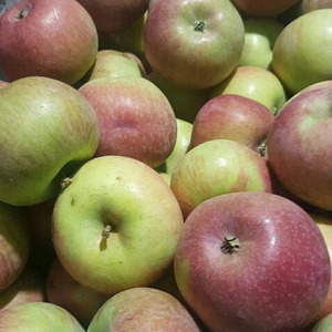 老国光苹果新鲜孕妇水果正宗农家老树苹果不催熟5斤包邮无药无蜡