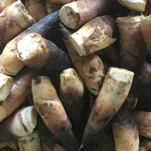 80254人付款淘宝湖南野生竹笋新鲜小竹笋鲜春笋山竹笋现挖非雷笋甜笋