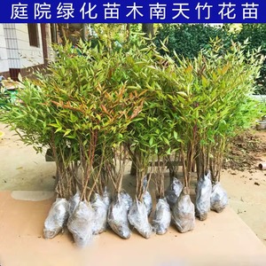 南天竹盆栽树苗真绿植南天竺室内客厅老桩盆景院观叶大型土培带根