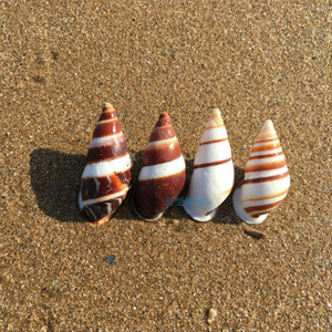 天然海螺贝壳4-5cm彩带钟螺蜗牛螺鱼缸水族造景婚礼地台摆件装饰