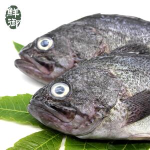 黑头鱼鲜活海鱼