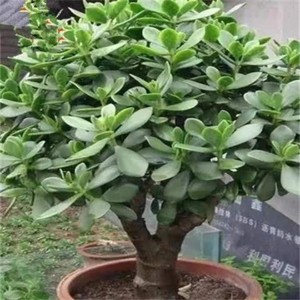 玉树盆栽室内大株多肉植物大颗老桩开花巨型稀有品种花卉树苗好养